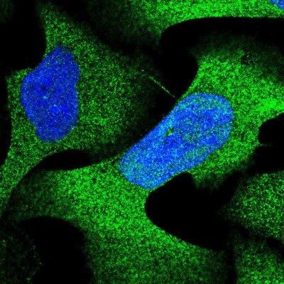 Immunocytochemistry/Immunofluorescence: PSMA4 Antibody [NBP2-38754] - Staining of human cell line U-2 OS shows localization to nucleus & cytosol.