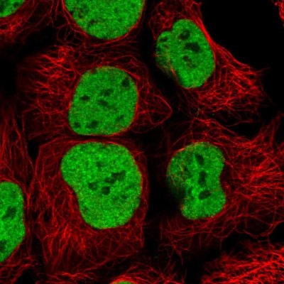 Immunocytochemistry/Immunofluorescence: HNRNPUL1 Antibody [NBP2-47432] - Immunofluorescent staining of human cell line HEK 293 shows localization to nucleoplasm.