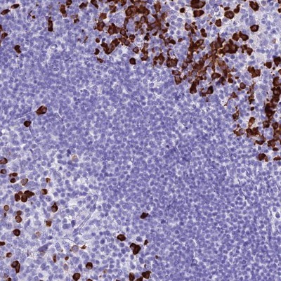 Immunohistochemistry-Paraffin: Proapoptotic Caspase Adaptor Protein Antibody [NBP1-92287] - Staining of human tonsil shows strong cytoplasmic positivity in subsets of germinal and non-germinal center cells.