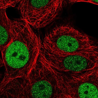 Immunocytochemistry/Immunofluorescence: PSF2 Antibody [NBP2-33825] - Immunofluorescent staining of human cell line MCF7 shows localization to nucleoplasm.