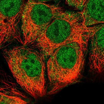 Immunocytochemistry/Immunofluorescence: STRAP Antibody [NBP2-38757] - Staining  of human cell line CACO-2 shows positivity in cytoplasm and nucleus but excluded from the nucleoli.