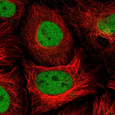 Immunocytochemistry/Immunofluorescence: PSMD7 Antibody [NBP2-38780] - Immunofluorescent staining of human cell line HeLa shows localization to nucleoplasm.