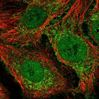 Immunocytochemistry/Immunofluorescence: COBLL1 Antibody [NBP2-38697] - Staining of human cell line HeLa shows localization to nucleoplasm, plasma membrane & cytosol.