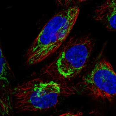 Immunocytochemistry/Immunofluorescence: MFRP Antibody [NBP1-88315] - Staining of human cell line U-251 MG shows positivity in mitochondria.