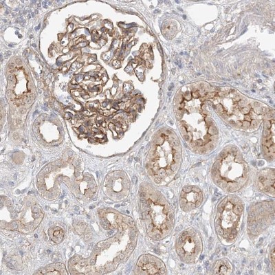 Immunocytochemistry/Immunofluorescence: MAT2B Antibody [NBP1-82798] - Staining of human kidney shows moderate membranous positivity in cells in tubules and in glomeruli.