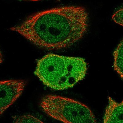 Immunocytochemistry/Immunofluorescence: ZWINT Antibody [NBP1-82869] - Staining of human cell line PC-3 shows localization to nucleoplasm & cytosol.