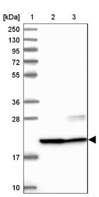 Western Blot: C9orf40 Antibody [NBP1-90447] - Lane 1: Marker  [kDa] 250, 130, 95, 72, 55, 36, 28, 17, 10.  Lane 2: Human cell line RT-4.  Lane 3: Human cell line U-251MG sp