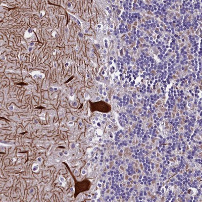 Immunohistochemistry-Paraffin: C9orf40 Antibody [NBP1-90447] - Staining of human cerebellum shows strong cytoplasmic positivity in Purkinje cells.