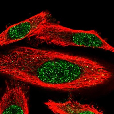 Immunocytochemistry/Immunofluorescence: WDR25 Antibody [NBP1-93467] - Immunofluorescent staining of human cell line PC-3 shows localization to nucleoplasm.