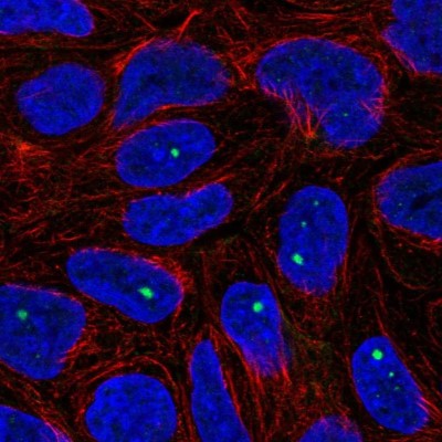 Immunocytochemistry/Immunofluorescence: ZNF226 Antibody [NBP1-81632] - Staining of human cell line RT4 shows localization to nuclear bodies.