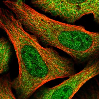 Immunocytochemistry/Immunofluorescence: XAB1 Antibody [NBP2-38332] - Immunofluorescent staining of human cell line U-2 OS shows localization to nucleoplasm & cytosol.