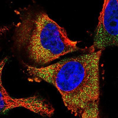 Immunocytochemistry/Immunofluorescence: TEKT1 Antibody [NBP1-92487] - Staining of human cell line U-251 MG shows positivity in cytoplasm.
