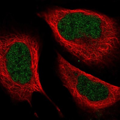 Immunocytochemistry/Immunofluorescence: ZC3H8 Antibody [NBP2-33980] - Immunofluorescent staining of human cell line U-2 OS shows localization to nucleoplasm.