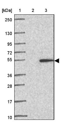 Western Blot: C1orf177 Antibody [NBP2-32711] - Lane 1: Marker [kDa] 250, 130, 95, 72, 55, 36, 28, 17, 10. Lane 2: Negative control (vector only transfected HEK293T lysate). Lane 3: Over-expression lysate (Co-expressed with a C-terminal myc-DDK tag (3.1 kDa) in mammalian HEK293T cells).