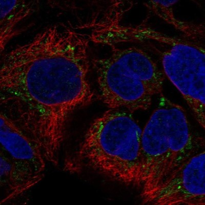 Immunocytochemistry/Immunofluorescence: SUV3L1 Antibody [NBP2-34047] - Staining of human cell line CACO-2 shows localization to mitochondria.