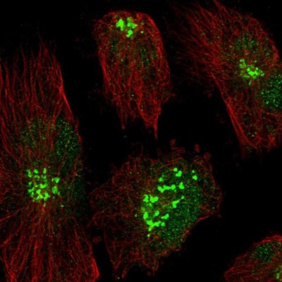 Immunocytochemistry/Immunofluorescence: RHBDD2 Antibody [NBP2-47305] - Staining  human cell line U-251 MG shows positivity in the golgi apparatus and nucleus but excluded from the nucleoli.