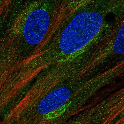 Immunocytochemistry/Immunofluorescence: MURF2 Antibody [NBP2-33691] - Staining of human cell line BJ shows localization to cytosol & the Golgi apparatus.