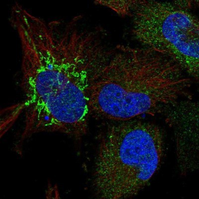 Immunocytochemistry/Immunofluorescence: PIGH Antibody [NBP1-83342] - Staining of human cell line U-251MG shows positivity in mitochondria.