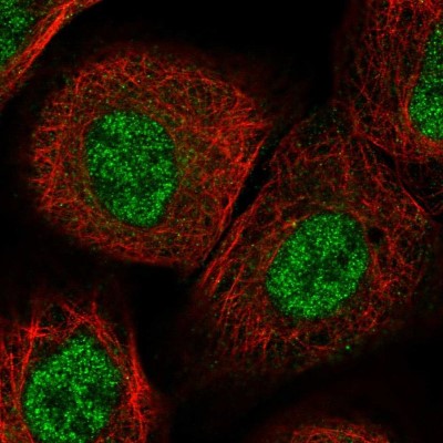 Immunocytochemistry/Immunofluorescence: NRIF3 Antibody [NBP1-85687] - Immunofluorescent staining of human cell line A-431 shows localization to nucleoplasm.