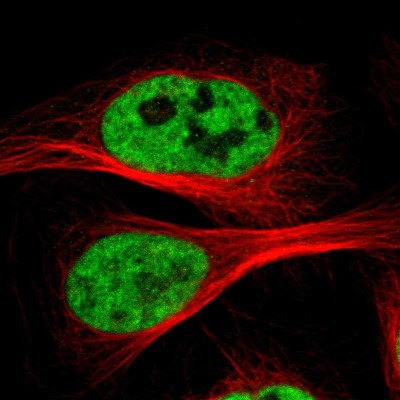 Immunocytochemistry/Immunofluorescence: CDC5L Antibody [NBP1-85720] - Immunofluorescent staining of human cell line U-2 OS shows localization to nucleoplasm.