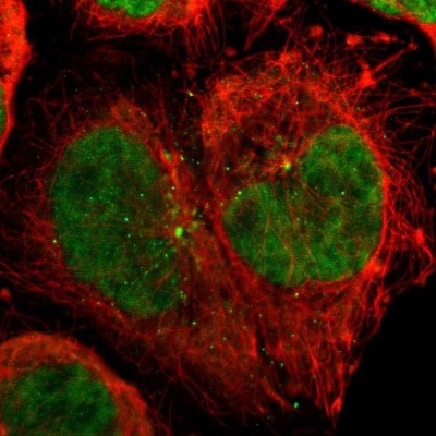 Immunocytochemistry/Immunofluorescence: CDC45L Antibody [NBP1-85723] - Staining of human cell line A-431 shows localization to nucleoplasm & centrosome.