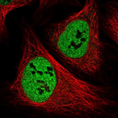 Immunocytochemistry/Immunofluorescence: PPP4R1 Antibody [NBP1-87242] - Immunofluorescent staining of human cell line U-2 OS shows localization to nucleoplasm.