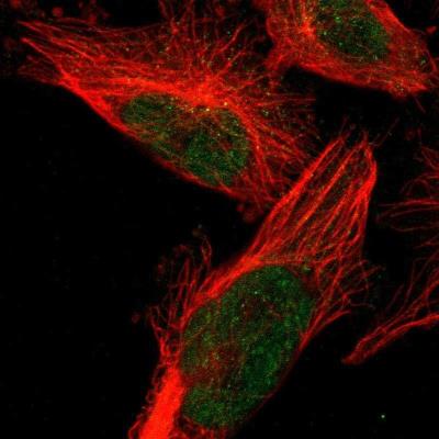 Immunocytochemistry/Immunofluorescence: UTS2D Antibody [NBP1-87223] - Staining of human cell line U-251MG shows positivity in nucleus but not nucleoli.