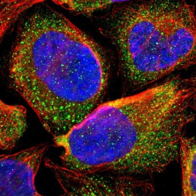 Immunocytochemistry/Immunofluorescence: ARSF Antibody [NBP1-86191] - Staining  of human cell line U-2 OS shows positivity in cytoplasm.