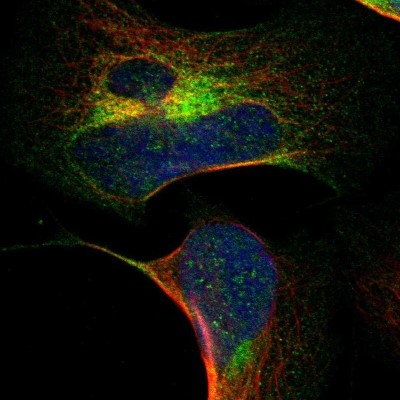 Immunocytochemistry/Immunofluorescence: CHST8 Antibody [NBP1-83396] - Staining of human cell line U-2 OS shows positivity in nucleus but not nucleoli and endoplasmic reticulum.