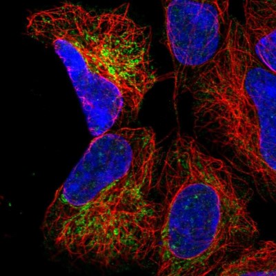 Immunocytochemistry/Immunofluorescence: MRPS9 Antibody [NBP2-30429] - Immunofluorescent staining of human cell line HEK 293 shows localization to mitochondria.