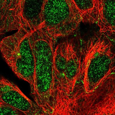 Immunocytochemistry/Immunofluorescence: CEP68 Antibody [NBP1-82988] - Immunofluorescent staining of human cell line HEK 293 shows localization to nucleus, microtubule organizing center & cell junctions.