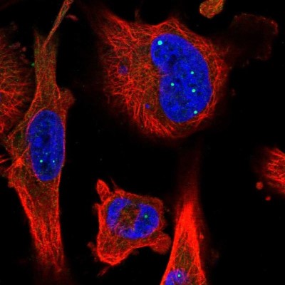 Immunocytochemistry/Immunofluorescence: HEXDC Antibody [NBP1-83575] - Staining of human cell line U-251MG shows positivity in nucleus.