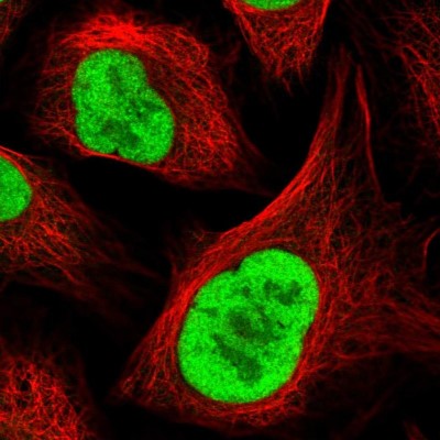 Immunocytochemistry/Immunofluorescence: RFC4 Antibody [NBP2-48927] - Immunofluorescent staining of human cell line U-2 OS shows localization to nucleoplasm.