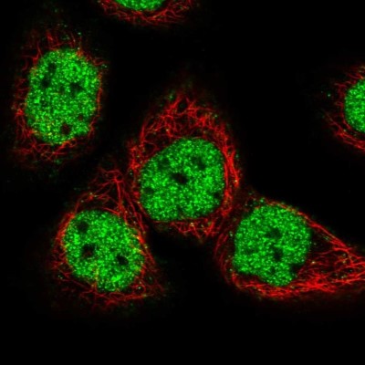 Immunocytochemistry/Immunofluorescence: GTF3C5 Antibody [NBP2-49504] - Staining of human cell line HaCaT shows localization to nucleoplasm.