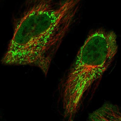 Immunocytochemistry/Immunofluorescence: Aminomethyltransferase Antibody [NBP1-89783] - Staining of human cell line HeLa shows localization to nucleoplasm & mitochondria.