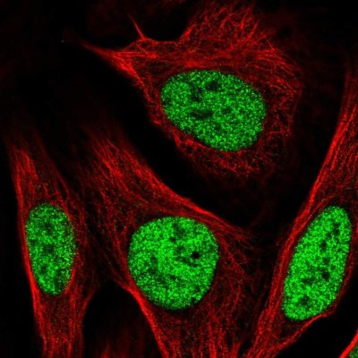 Immunocytochemistry/Immunofluorescence: PBX2 Antibody [NBP2-31853] - Immunofluorescent staining of human cell line U-2 OS shows localization to nucleoplasm.
