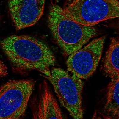 Immunocytochemistry/Immunofluorescence: CDC37L1 Antibody [NBP1-91772] - Immunofluorescent staining of human cell line SiHa shows localization to cytosol.