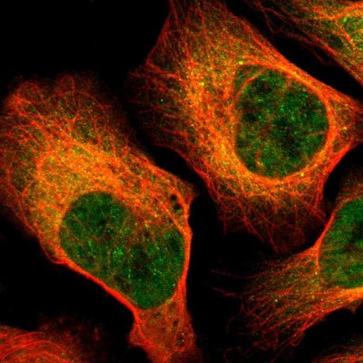 Immunocytochemistry/Immunofluorescence: DNA polymerase alpha Antibody [NBP1-82449] - Immunofluorescent staining of human cell line U-2 OS shows localization to nucleoplasm & cytosol.