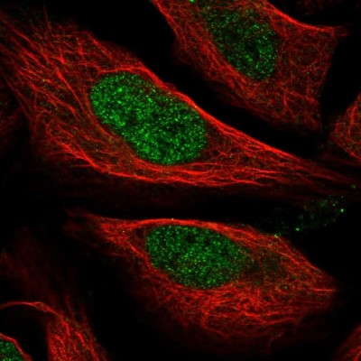 Immunocytochemistry/Immunofluorescence: C8orf76 Antibody [NBP1-82221] - Staining of human cell line U-2 OS shows positivity in nucleus but not nucleoli.