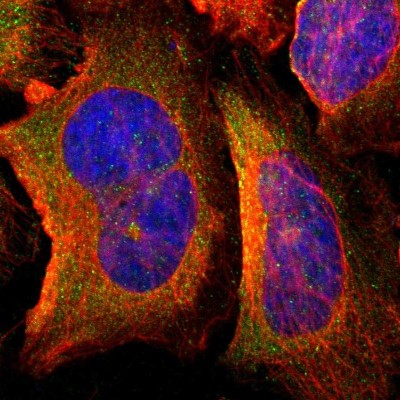 Immunocytochemistry/Immunofluorescence: Protease Inhibitor 15 Antibody [NBP1-82445] - Staining of human cell line U-2 OS shows positivity in cytoplasm.