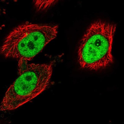 Immunocytochemistry/Immunofluorescence: LEO1 Antibody [NBP1-89423] - Staining of human cell line U-251 MG shows localization to nucleoplasm, nucleoli fibrillar center & centrosome.