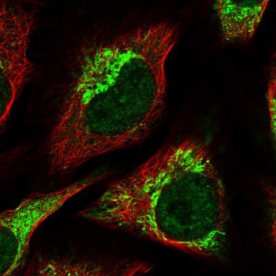 Immunocytochemistry/Immunofluorescence: SFRS12 Antibody [NBP1-87993] - Staining of human cell line U-2 OS shows positivity in nucleus but not nucleoli, mitochondria and vesicles.