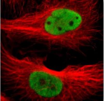 Immunocytochemistry/Immunofluorescence: NELF-E Antibody [NBP1-88036] - Staining of human cell line U-251 MG shows positivity in mitochondria and nucleus but excluded from the nucleoli. Antibody staining is shown in green.