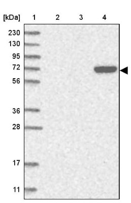 Western Blot: C6orf146 Antibody [NBP1-93471] - Lane 1: Marker  [kDa] 230, 130, 95, 72, 56, 36, 28, 17, 11.  Lane 2: Human cell line RT-4.  Lane 3: Human cell line U-251MG sp.  Lane 4: Human plasma (IgG/HSA depleted)