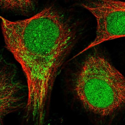 Immunocytochemistry/Immunofluorescence: GAL3ST4 Antibody [NBP1-82309] - Staining of human cell line U-2 OS shows positivity in nucleus and mitochondria.