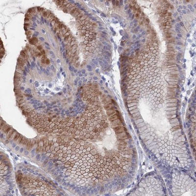 Immunocytochemistry/Immunofluorescence: NTF2 Antibody [NBP1-82521] - Staining of human stomach shows moderate cytoplasmic positivity in glandular cells.