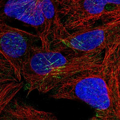 Immunocytochemistry/Immunofluorescence: TRUB1 Antibody [NBP1-80866] - Immunofluorescent staining of human cell line U-2 OS shows localization to actin filaments.
