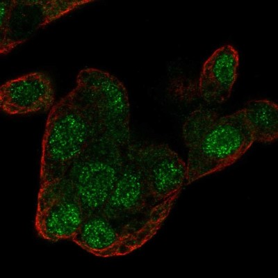 Immunocytochemistry/Immunofluorescence: Regucalcin Antibody [NBP1-80850] - Immunofluorescent staining of human cell line Hep G2 shows localization to nucleus.