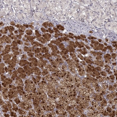 Immunocytochemistry/Immunofluorescence: Regucalcin Antibody [NBP1-80850] - Staining of adrenal gland shows cytoplasmic, nuclear and membranous positivity in cortical cells.