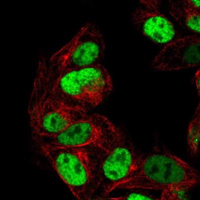 Immunocytochemistry/Immunofluorescence: PEG3 Antibody [NBP2-47624] - Staining  human cell line Hep G2 shows positivity in nucleus but excluded from the nucleoli. Antibody staining is shown in green.